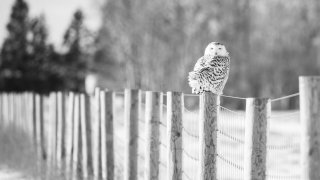 A photo of a snowy owl perched on a fence.