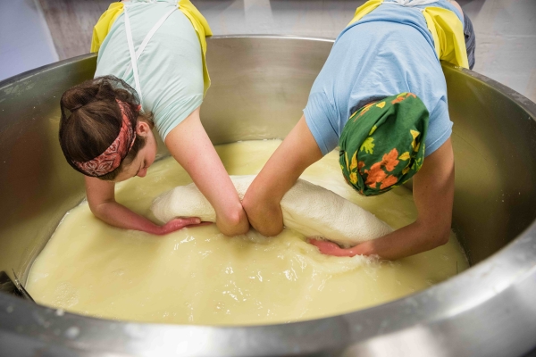 Two people lean, wearing bandanas and aprons, into a large vat to gather cheese product.