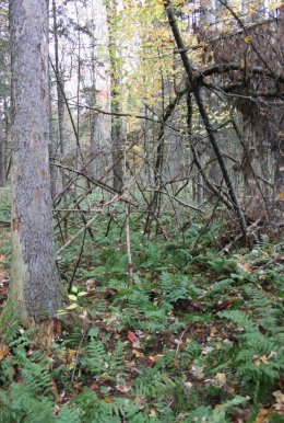 A Home for the Foolish Roisin Creedon-Carey