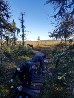 Amanda and Ben tear up an old boardwalk with crowbars at the Massawepie Mire.