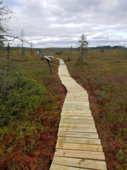 The finished boardwalk leading to the Massawepie Mire, the largest bog in New York State.