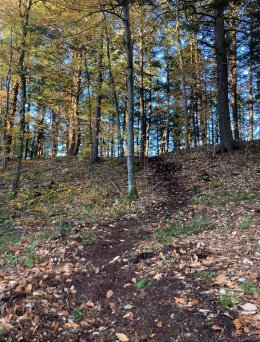 The finished segment of new trail connecting the white and yellow trails and allowing easier access.