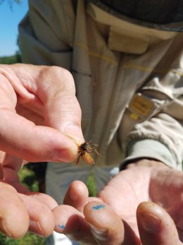 Person holding bee