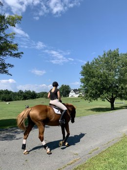 A woman riding a chestnut horse outside on a sunny summer day