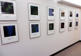 display of color photographs
