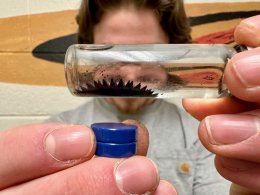 Ferrofluid demo