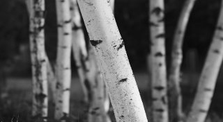 close-up of birch trees