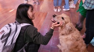 A student pets a dog at a Pet De-Stress event. 