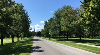 SLU Tree Campus Hero 1