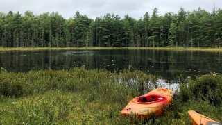 A kayak landing next to a bog surrounded by pine trees and tall grass. Two orange kayaks sit on the grass.