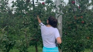 A student reaches up into an apple tree to pick an apple. 