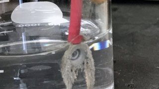 electrode during plating