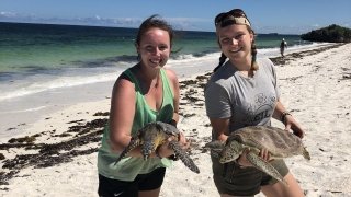Two Saint Lawrence students stand on the beach holding sea turtles while studying abroad. 