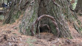 313 Pine Street Brianna Duggan