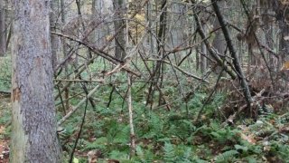 A Home for the Foolish Roisin Creedon-Carey