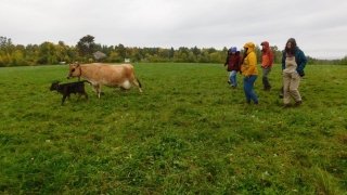 Arcadians walk as a group to get the cows ready for milking.