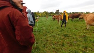 Arcadians watch the cows.