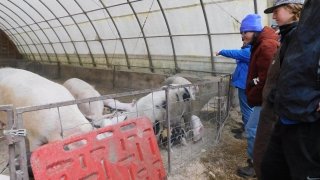 Arcadians watch the pigs feast.