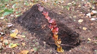 Breaking Ground Cara Monteleone