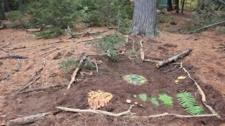 One, Two, Tree Ryann Murray