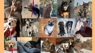 Blessing of the Animals