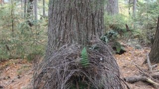 Protecting Our Core Robertson Ramon Flores