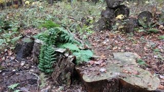 The Bridge of My Truth Ben von Mehren