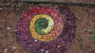 Transitions Lauren Gulbicki