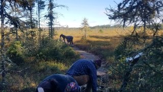 Amanda and Ben tear up an old boardwalk with crowbars at the Massawepie Mire.