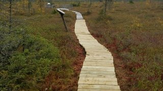 The finished boardwalk leading to the Massawepie Mire, the largest bog in New York State.
