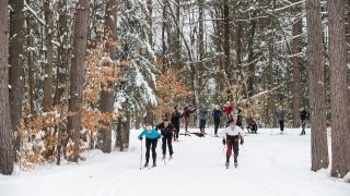 A group of cross-country skiers practice racing on a snowy path in a wooded forest.