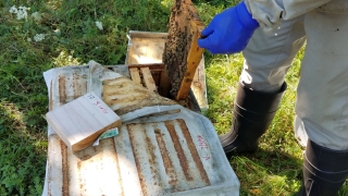 Person working with bee hive