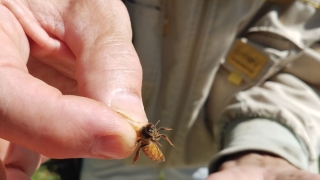 Person holding bee