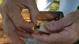 Person working with bees