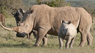 A photo of an adult rhino and a baby rhino.