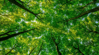 A bright green tree canopy on a sunny day