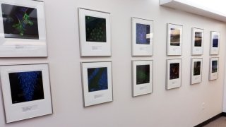 display of color photographs
