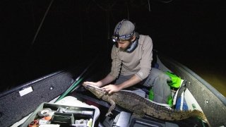 Justin Dalba, wearing a head lamp while sitting on a small boat, meatures the length of a crocodile while conducting conservation research under the cover of nightfall. 