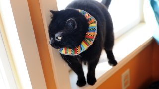 black cat wearing a colorful cat collar standing in window