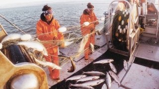 Two salmon boat fishers, wearing bright orange rubber jumpsuits, pull silver salmon our of a yellow net on the deck of a boat.