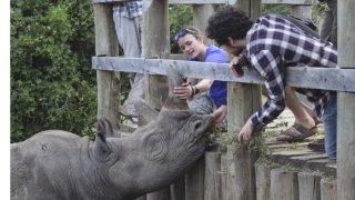 Laurentians with rhinoceros