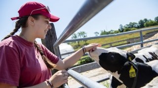 Emilia Verdai-Davidson, wearing a scarlet t-shirt and baseball cap, pets the nose of a cow on a sunny day at the farm where she's interning.