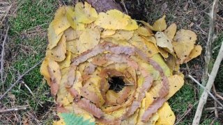 Abby Lateer, “Fibonacci’s Leaves”