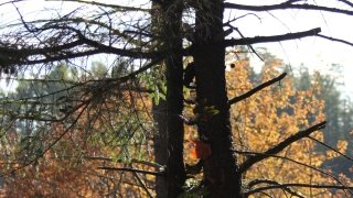 Anni Panici, “Journey to Treetop”