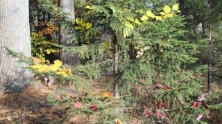 Autumn Nealis, “A Harvest Solstice”