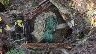 Autumn Zevallos, “ForEver Green”