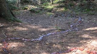 Finn Paulsen, “River of Time”