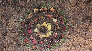 Kimberly Bravo, “Falling Fall Foliage”