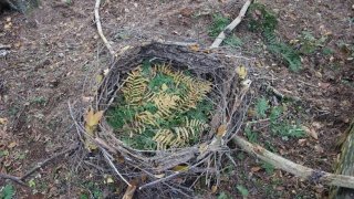 Matt Ferland, “A Tree’s Impact”