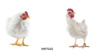 image of a Cornish X Rock Broiler chicken versus and image of a Commercial Leghorn Layer chicken